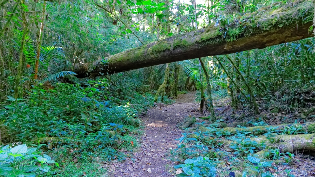 13 - Quetzal NP (16).jpg